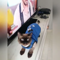 لا توجد صورة