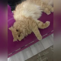 British longhair