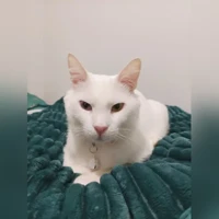 写真なし