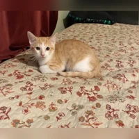 Ginger