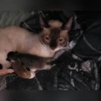 Storm, Siamese