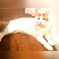 George