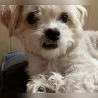 Mochi, Maltese