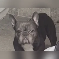 FRENCHIE, GREY