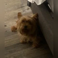 Mulan, yorki, brown
