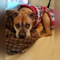 Roxy, Boxer mix,, muzzle graying with age