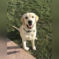 Henry, Labrador Retriever