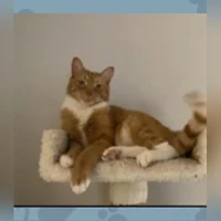 Archie