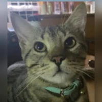 Stapes, Tabby
