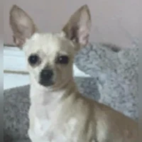 Cloe