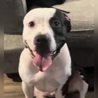 Tony, Bull Terrier