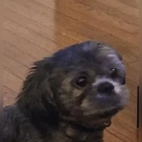 Chewy, Shih Tzu, grey