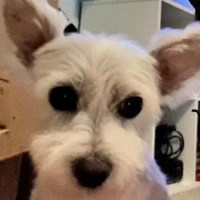 Trinity, Terrier Jack Russell, white