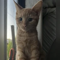 Biscuit