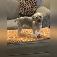 molly