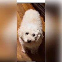 Loli