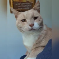 Flynn Rd, beige