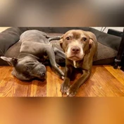 Ava,  Koa (gray), Temple Hills, MD, USA