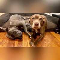 Ava,  Koa (gray)
