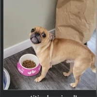 pepperoni, beige