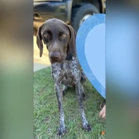 german shorthaired pointer