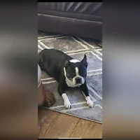 Boston Terrier