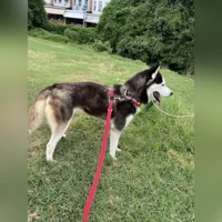 Judy,, Siberian husky