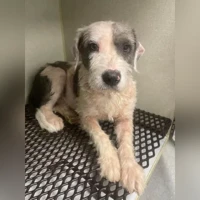 Doug