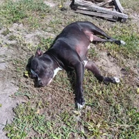 Eros, American Pit Bull Terrier