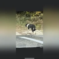 Sam, BORDER COLLIE