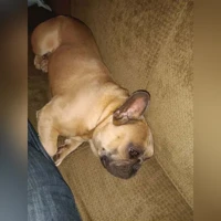 King, FRENCHIE