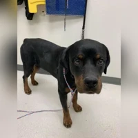 Rosco