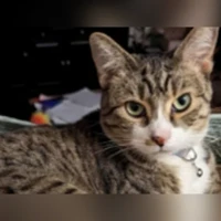 Rain, tabby