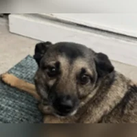 Terrier mix, Brown/black