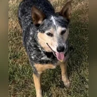 Leigha, Blue Heeler