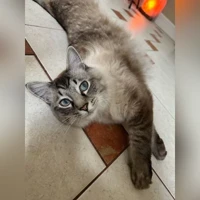 Kiko