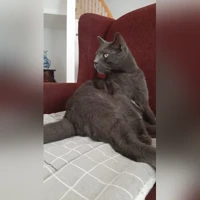 Blue male