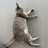 Tiada foto