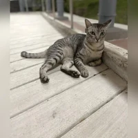 Tiada foto