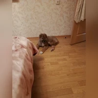 Лёва, Серый