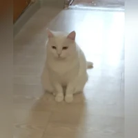 Мурка