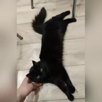 Домашняя