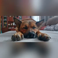 Римус