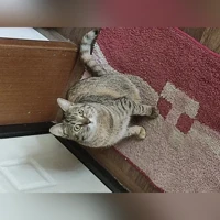 Боня