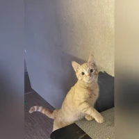 Костя