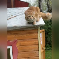 Элвис