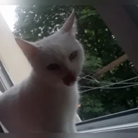 Ленард