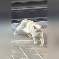 Лили