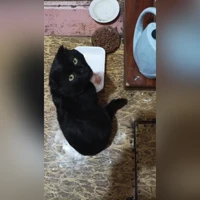 Тиша,Тихон