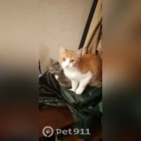 Тактон